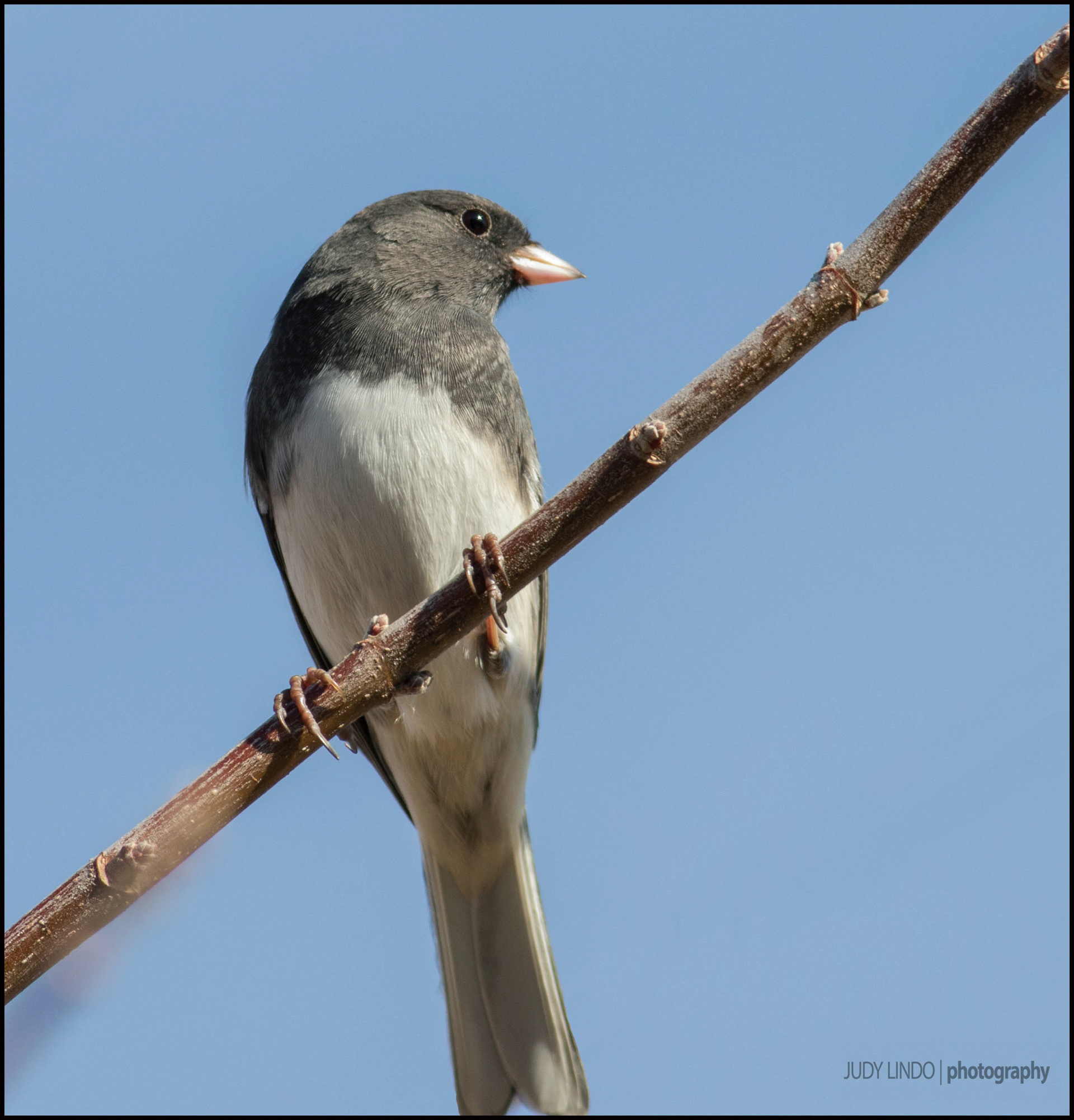 Junco