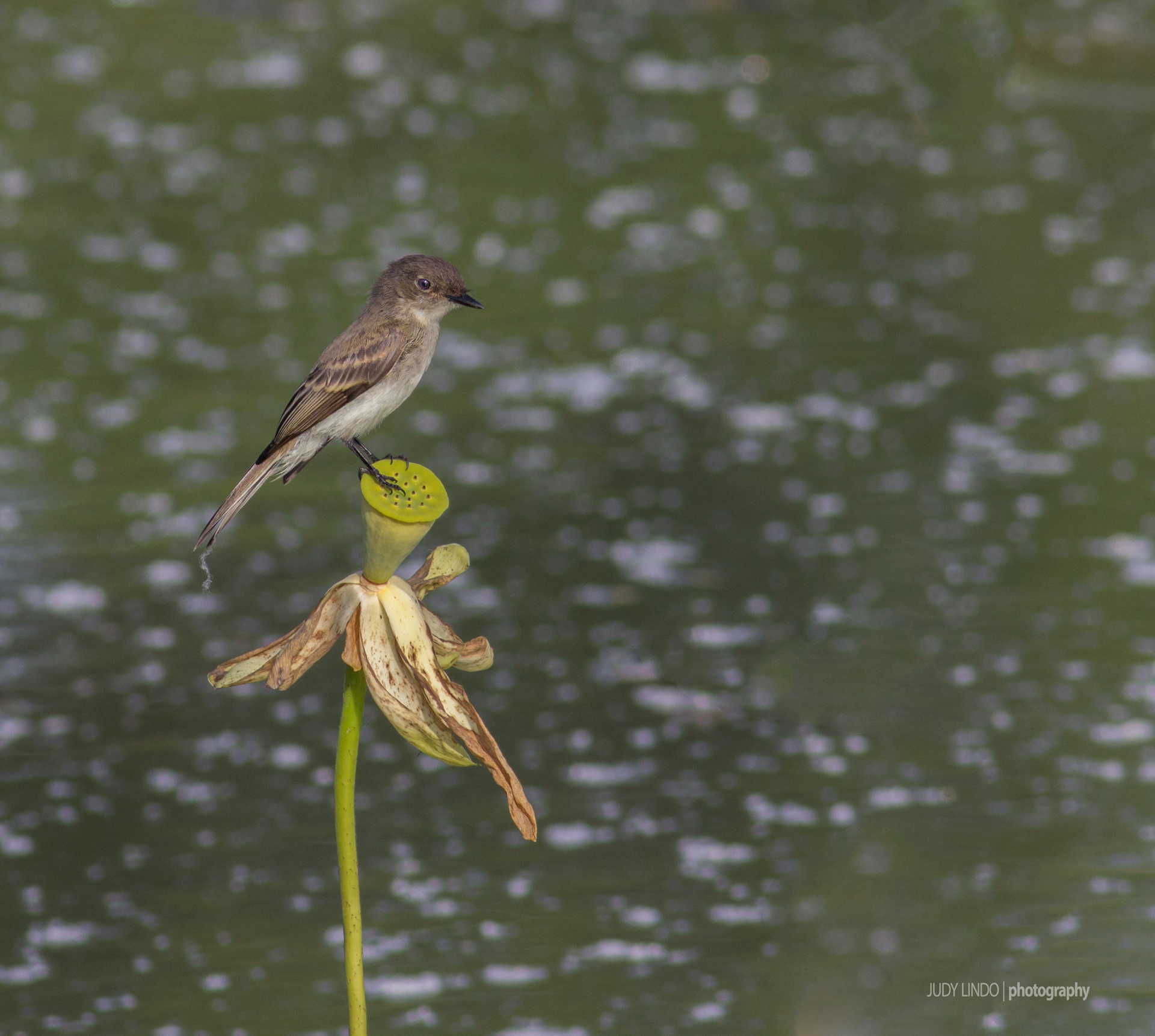 Eastern Phoebe