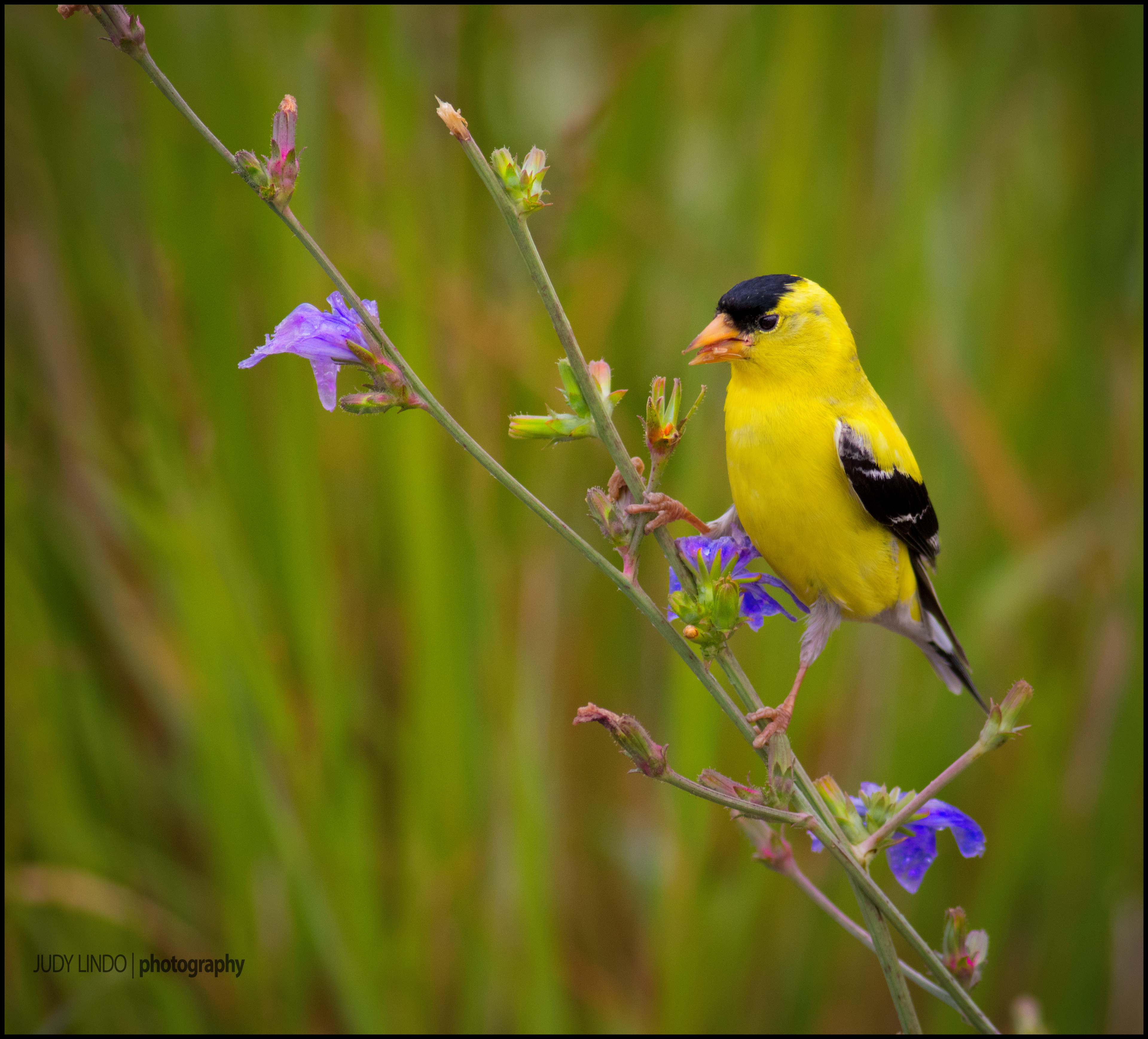 Goldfinch