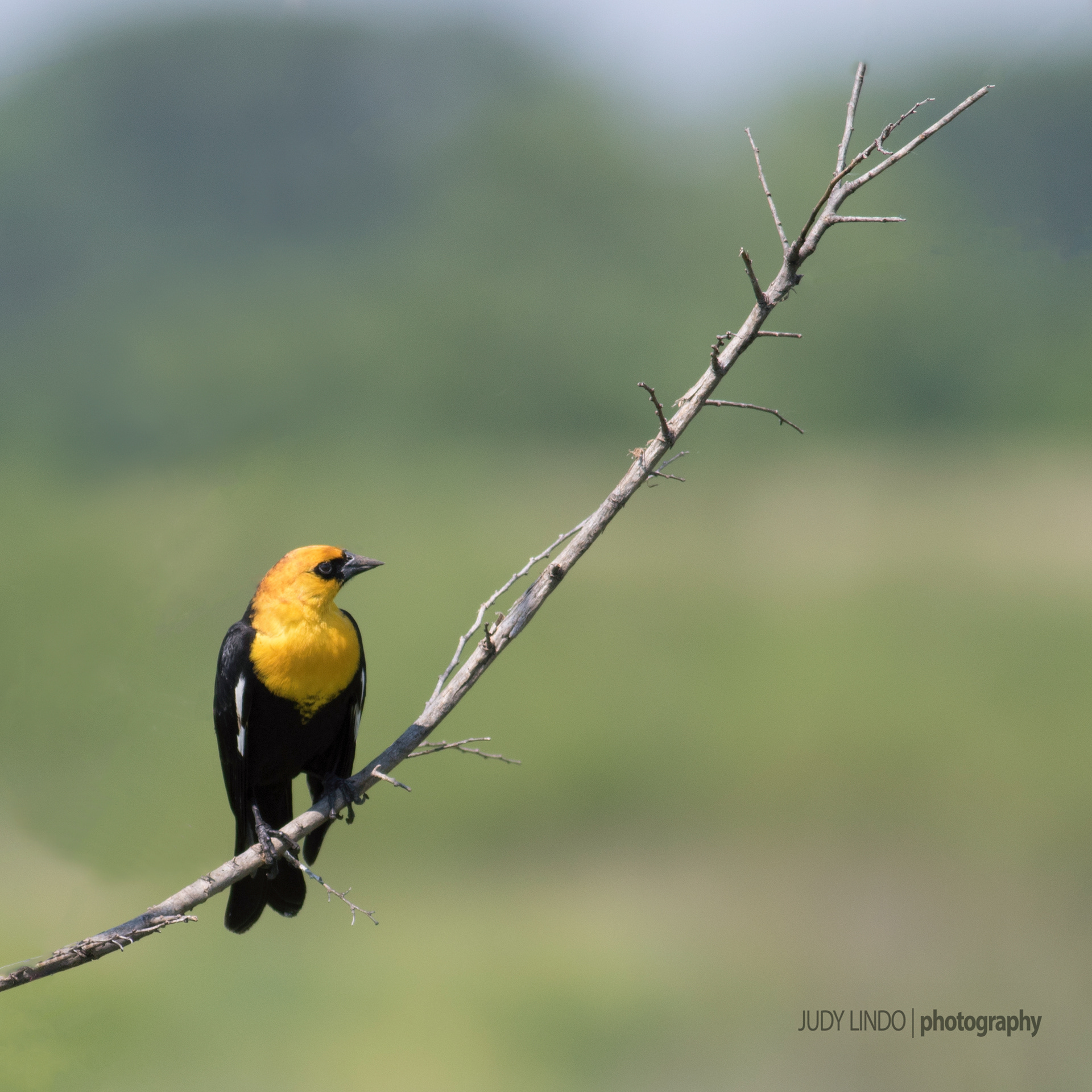 Yellow Headed Blackbird