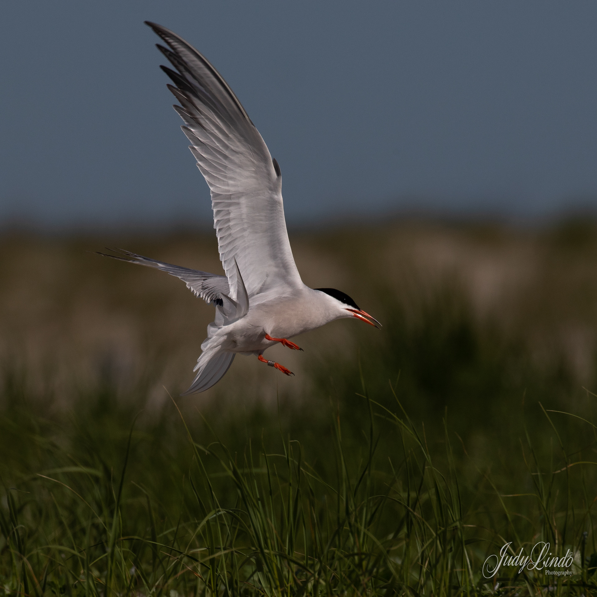 Common Tern
