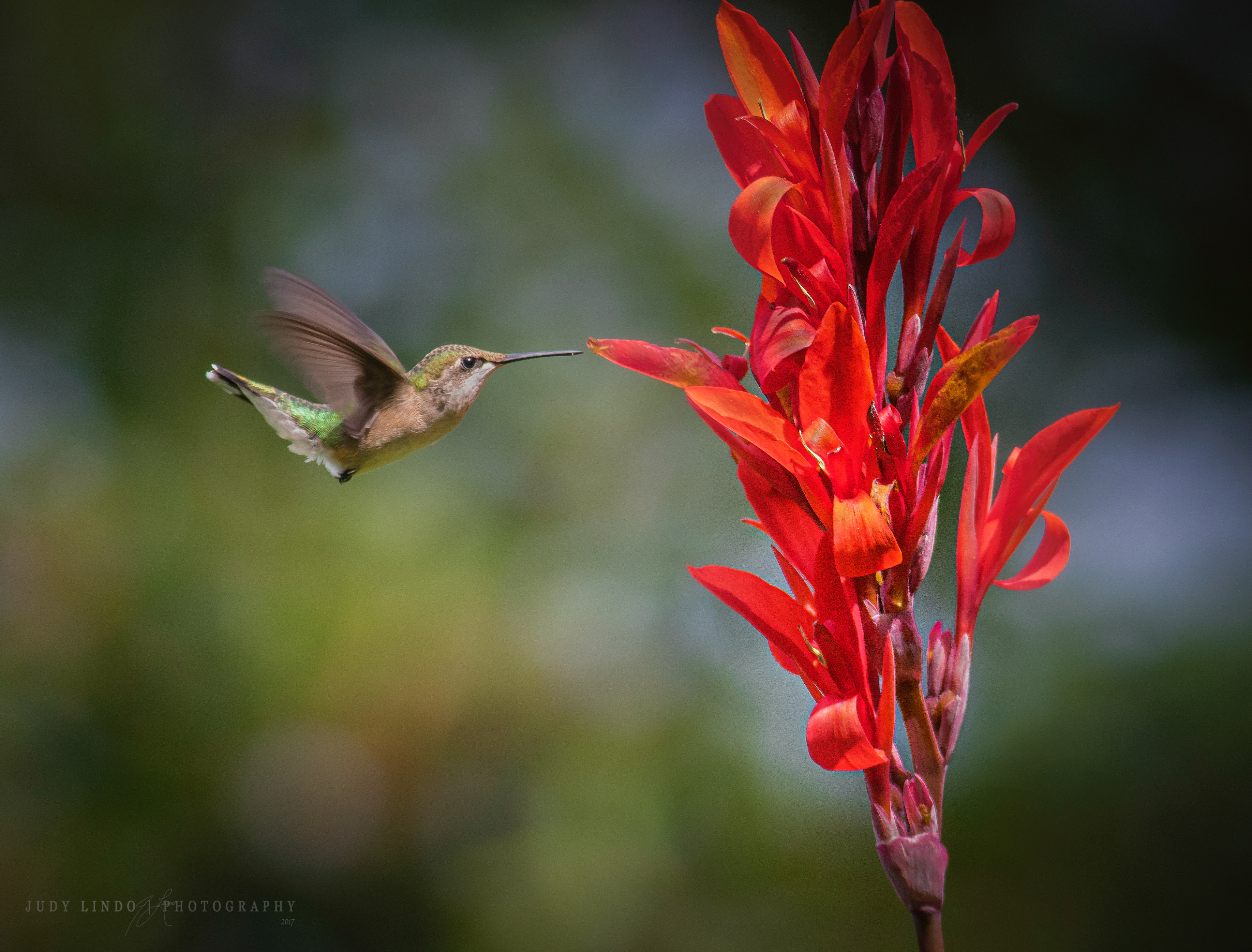 Hummingbird