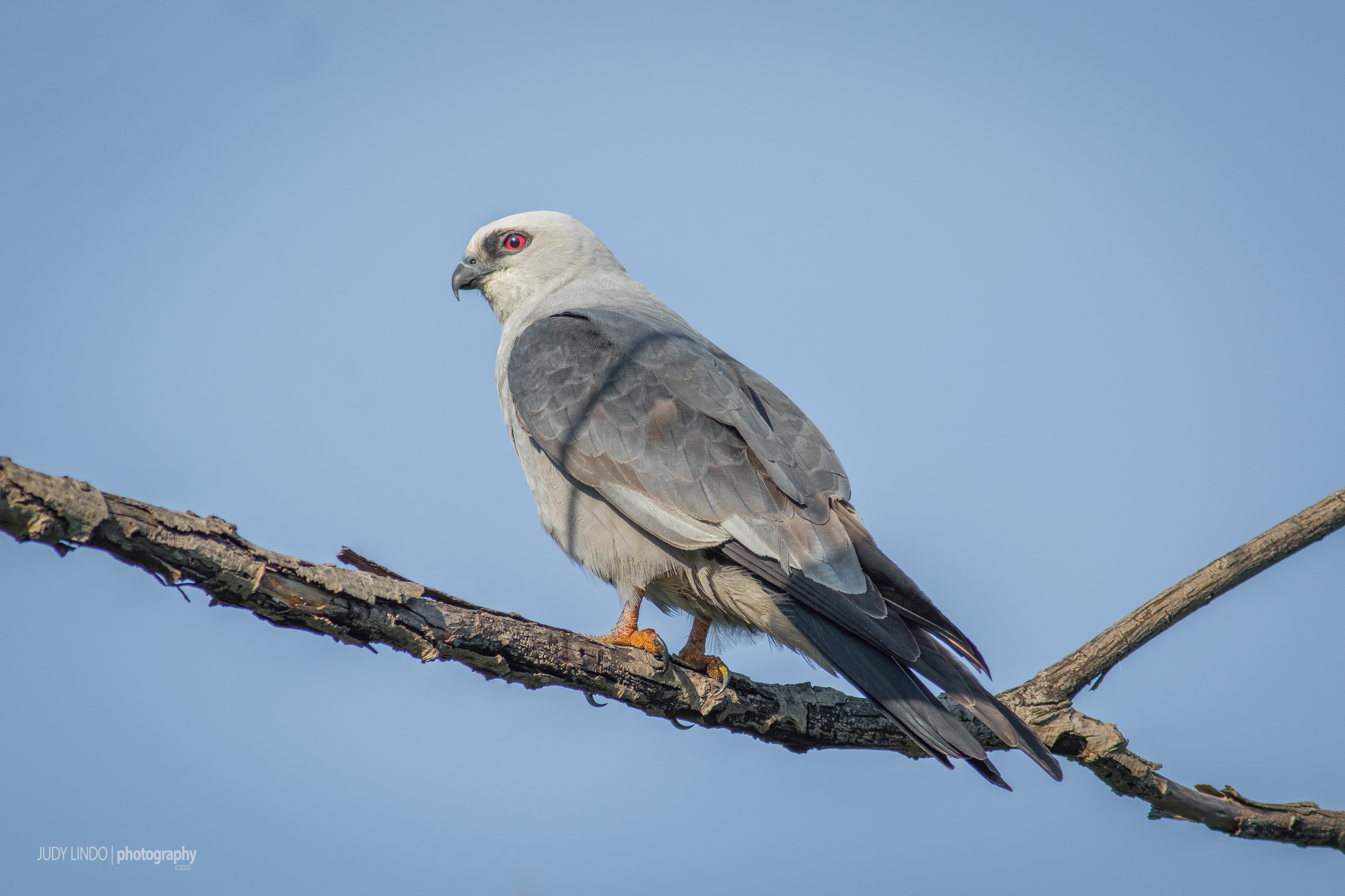 Mississippi Kite