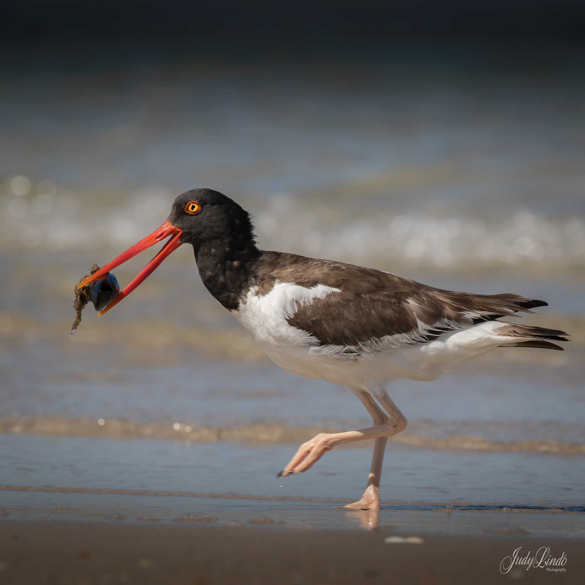 American OysterCatcher