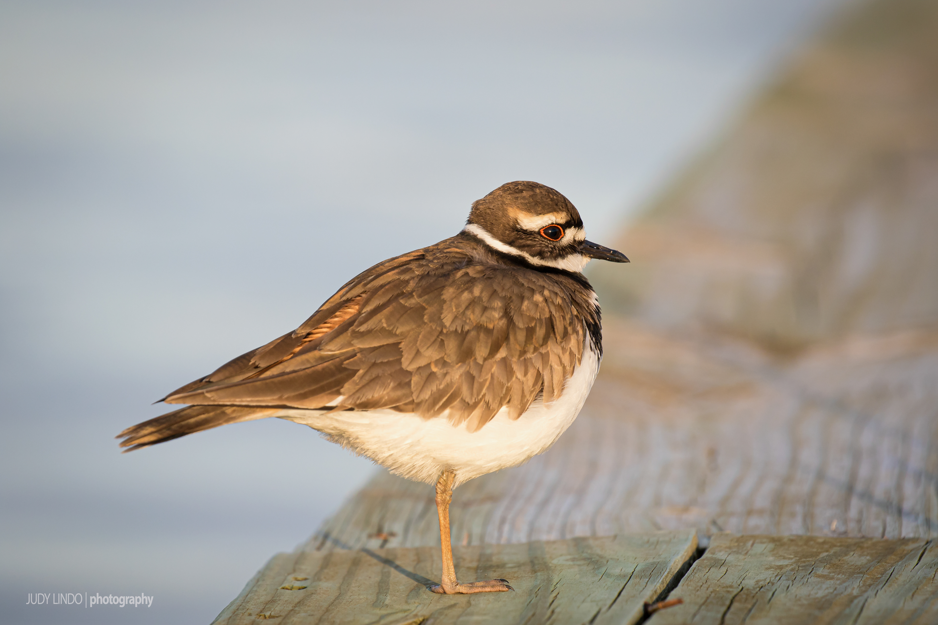 Killdeer