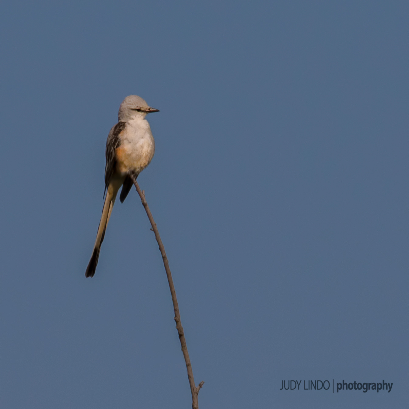 Scissor Tailed Flycatcher