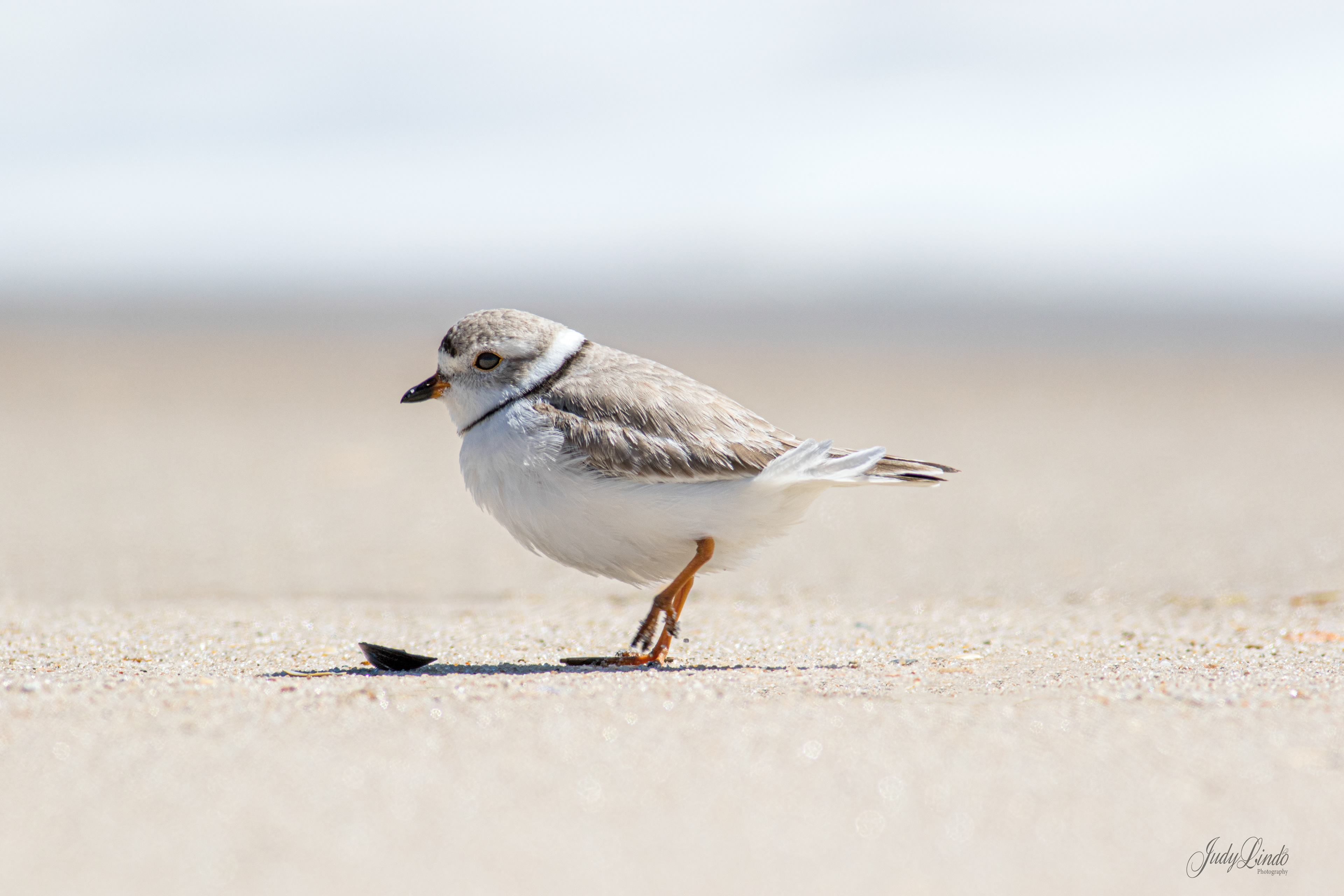 Piping Plover