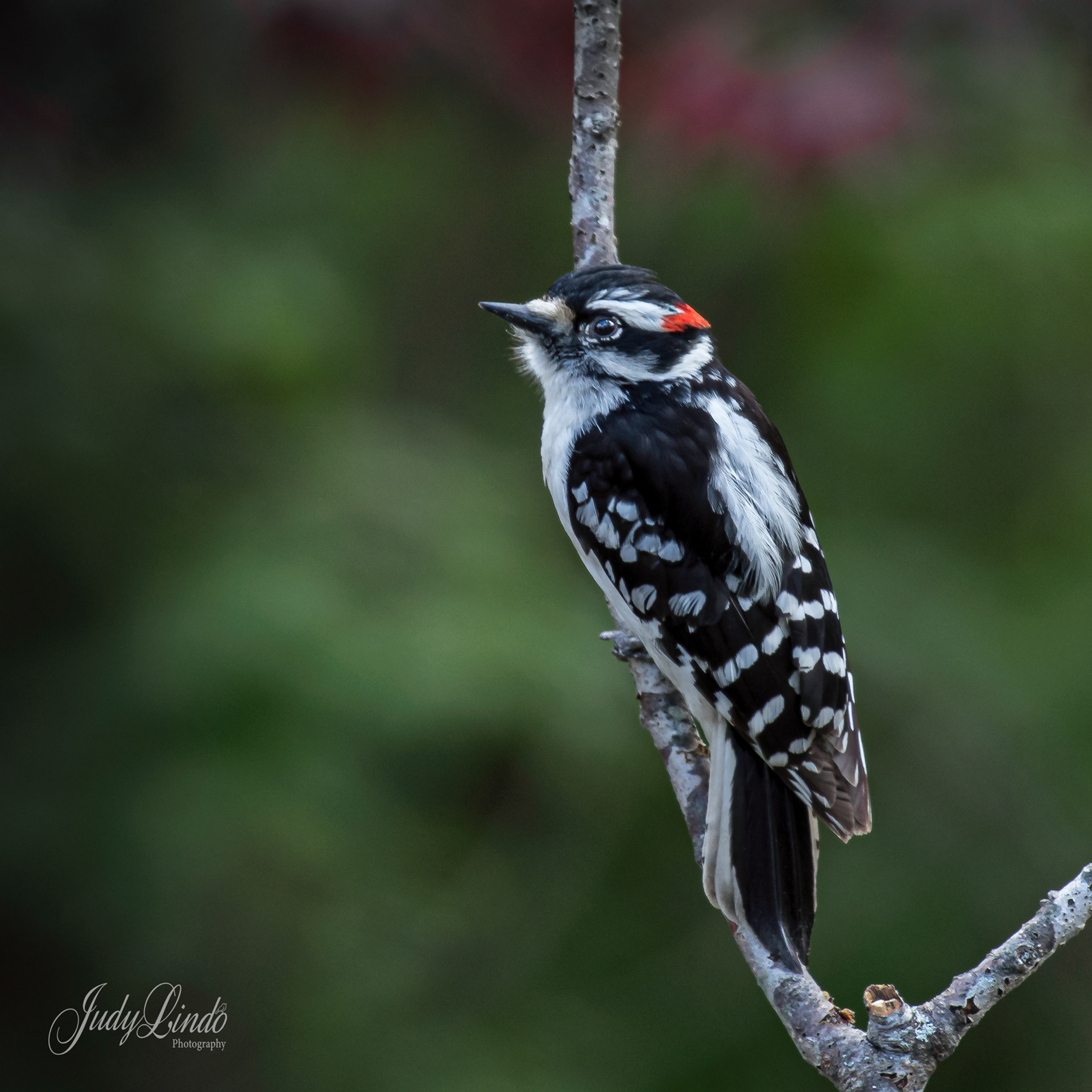 Downy Woodpecker