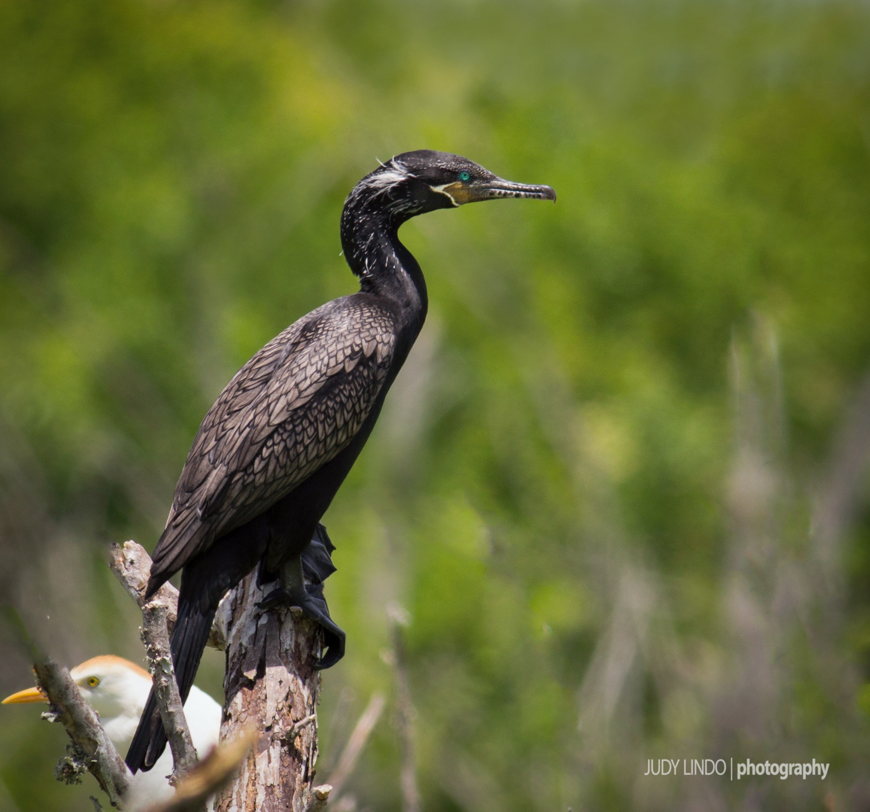 Neotropic Cormorant