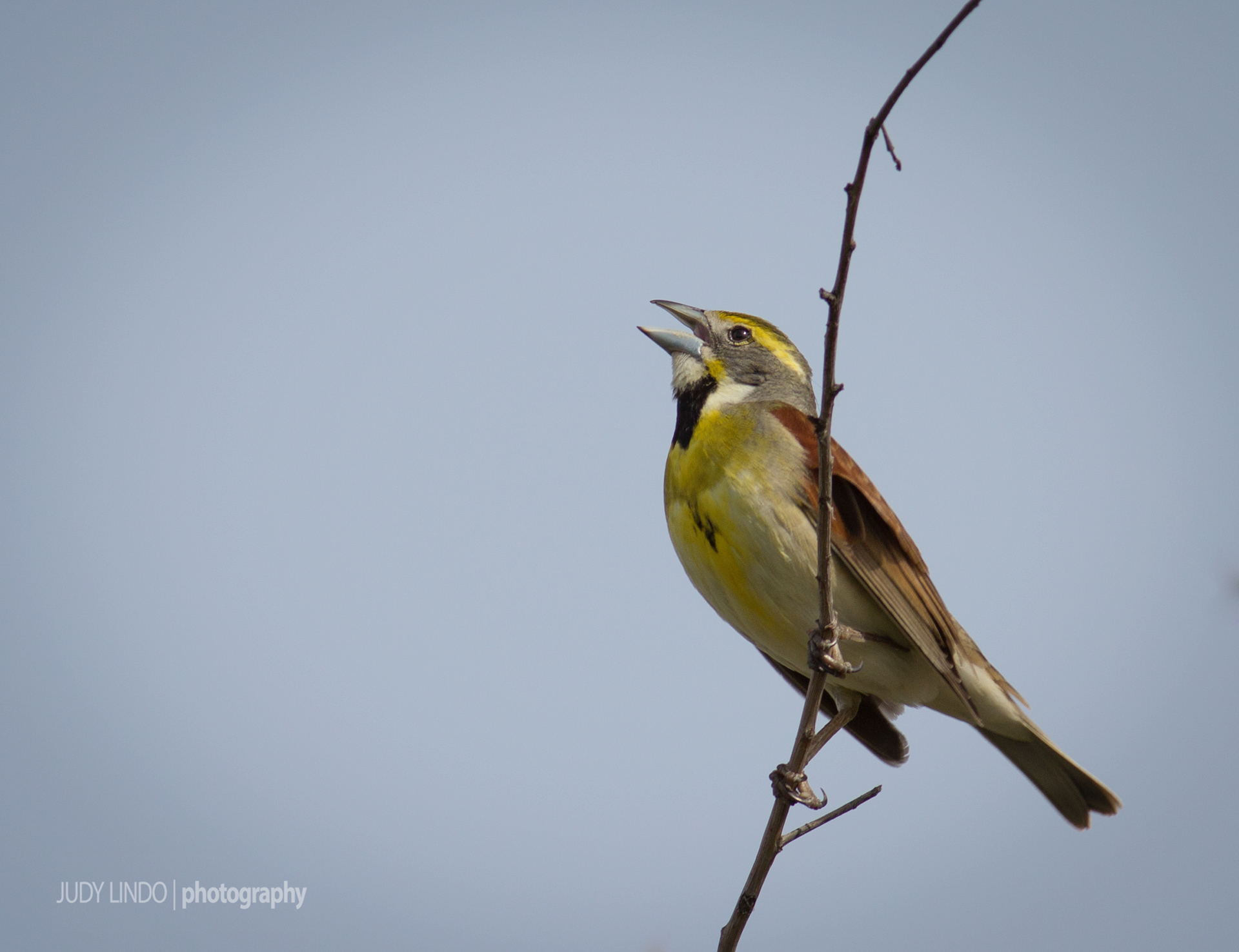 Dickcissel