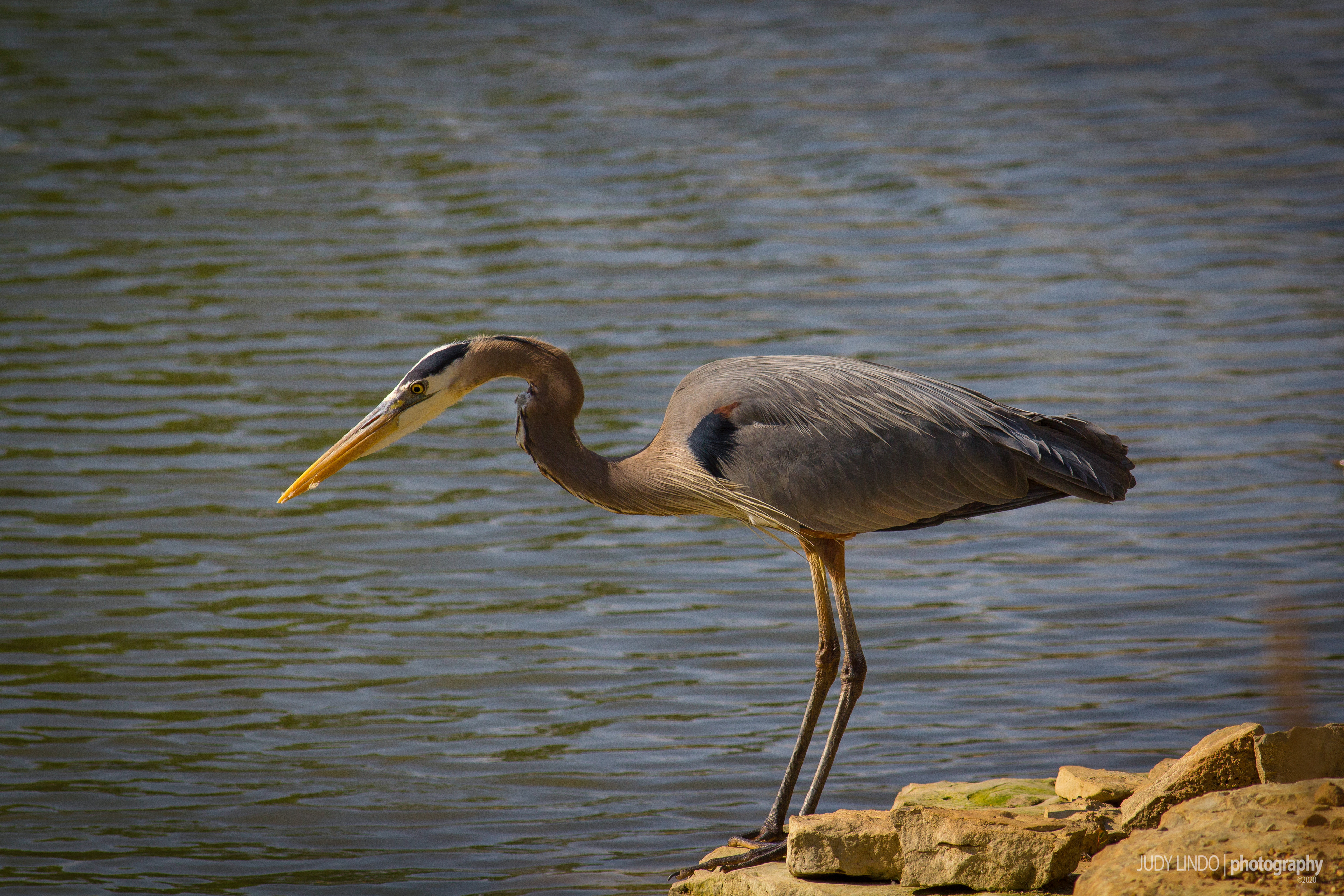 Great Blue Heron