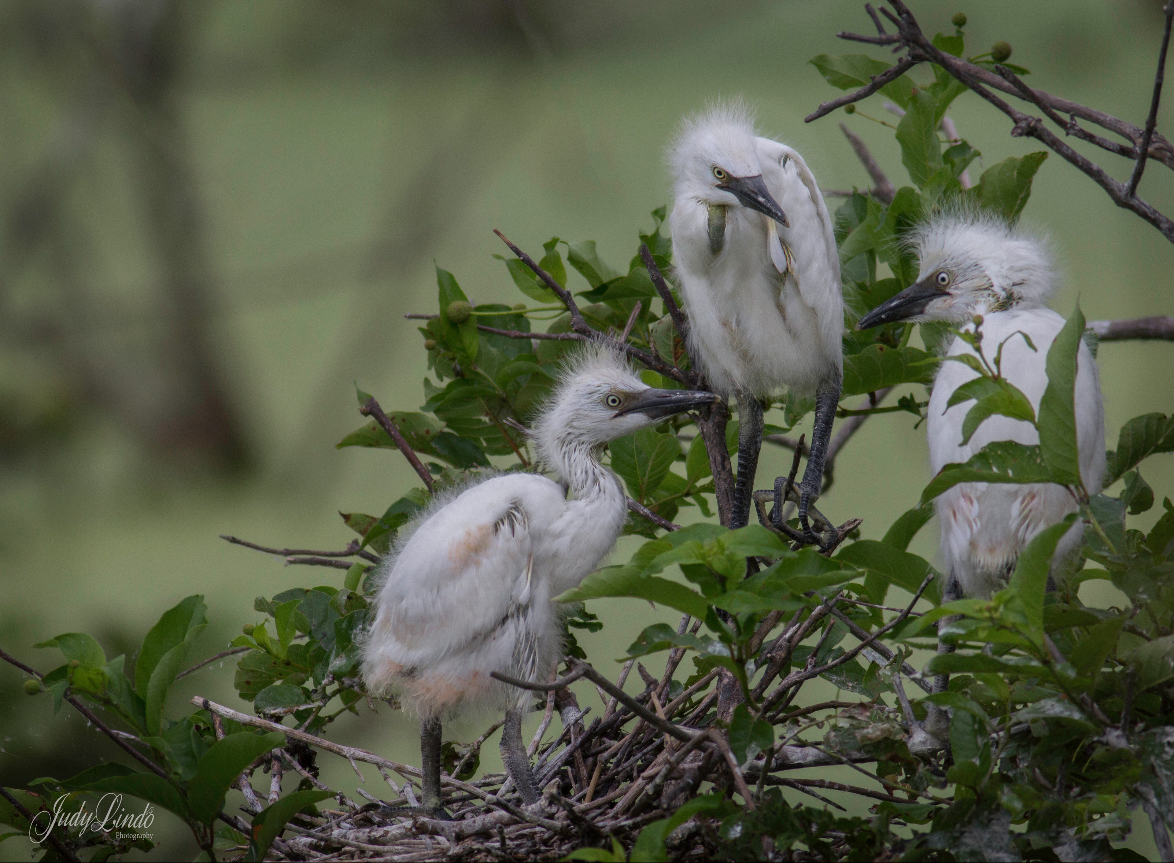 Cattle Egret
