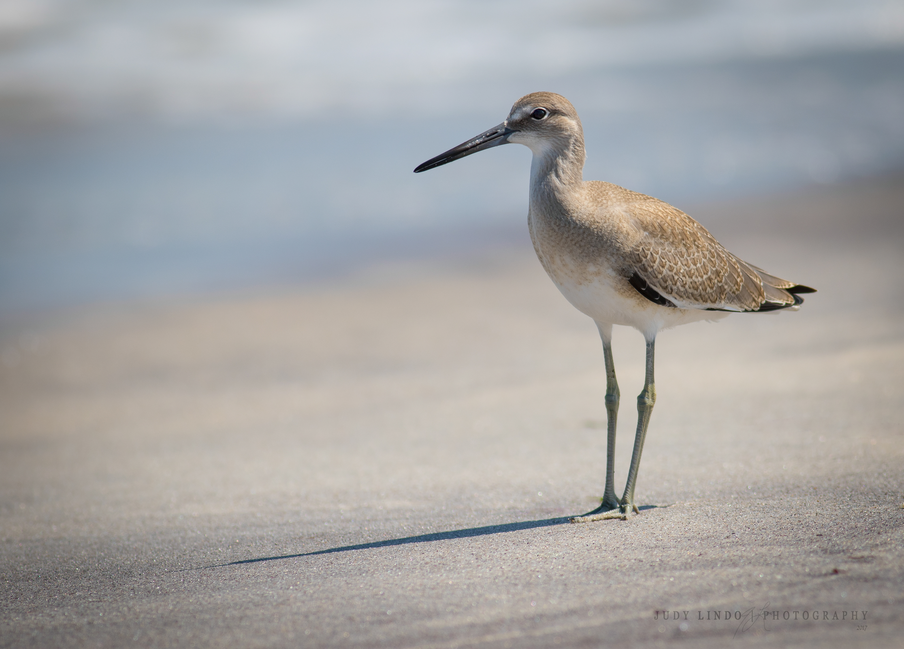 Willet