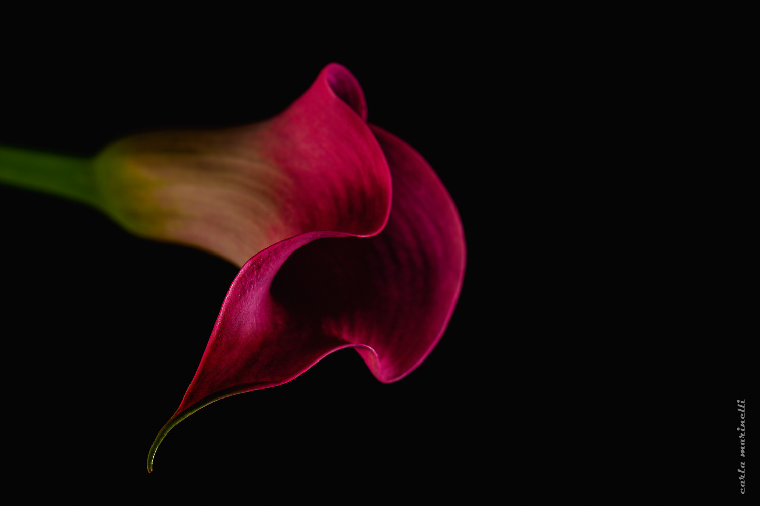 TIFA 2020 Bronze Winner in Nature-Flowers Category - Series