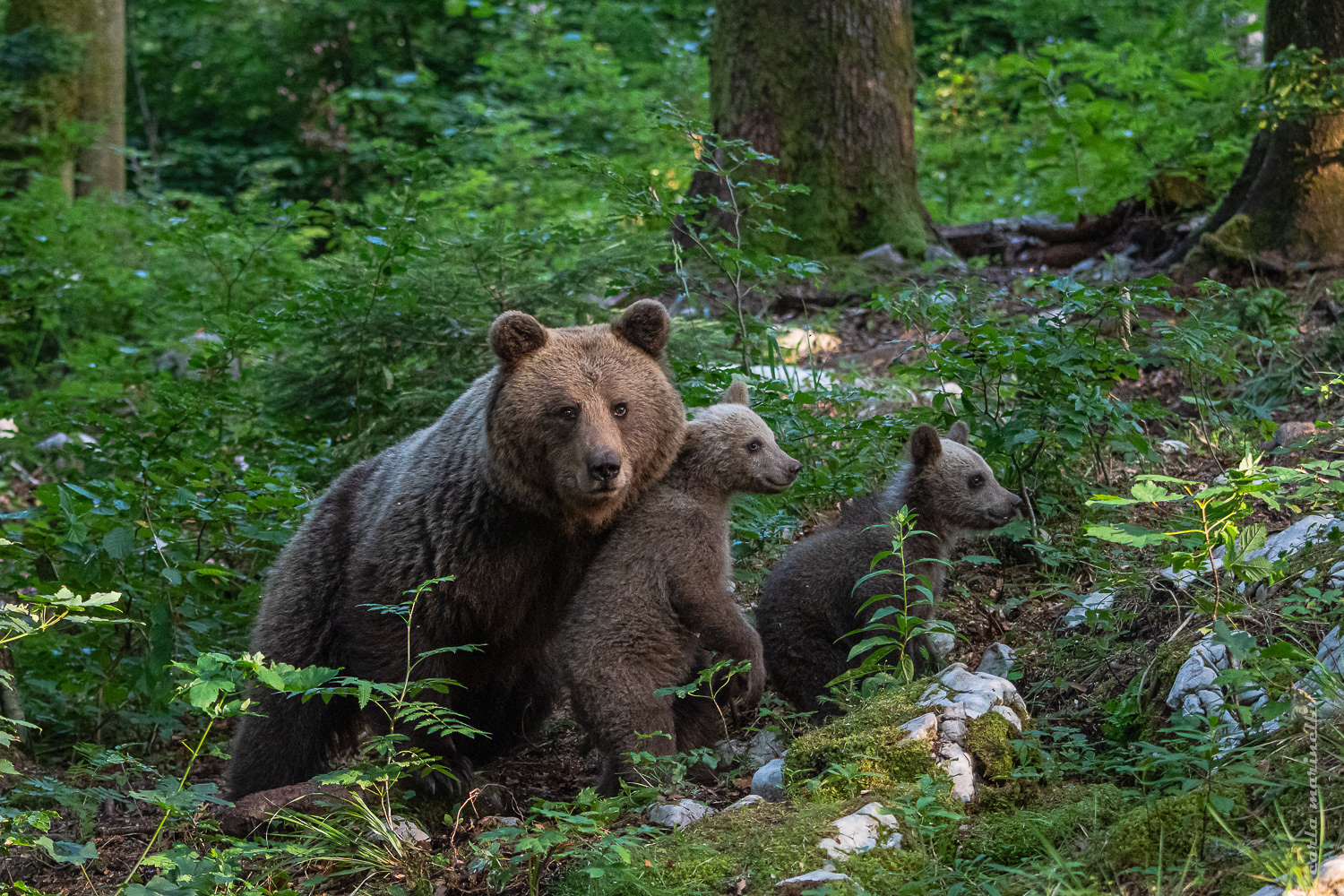 Concorso NatGeo Italia 2019, galleria redazionale, NatGeo Your Shot, Editor's favorite