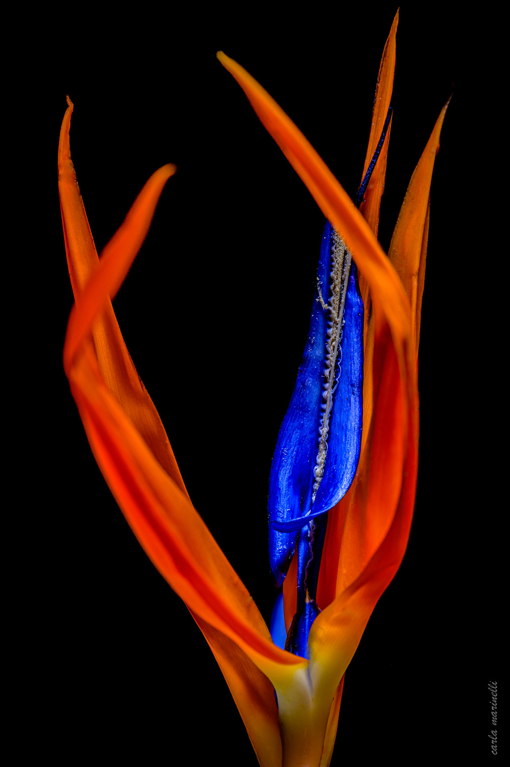 BIRD OF PARADISE