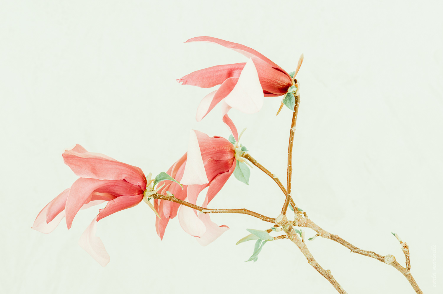 TIFA 2021, HONORABLE MENTION IN NATURE-FLOWERS CATEGORY