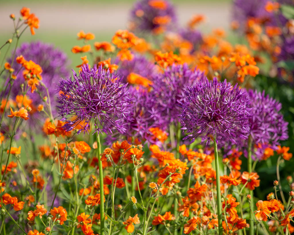 New walled garden in late spring