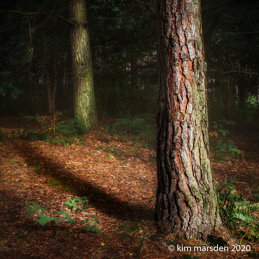 Light & shadow