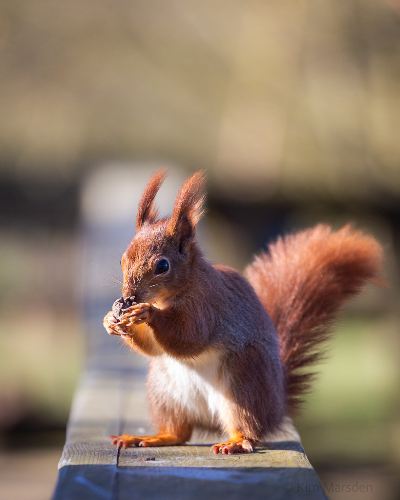 Hungry red squirrel