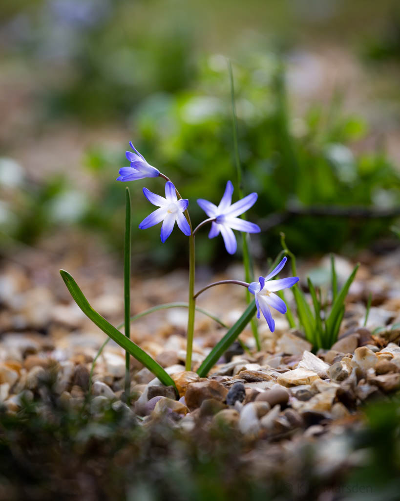 Rock Garden in Early Spring