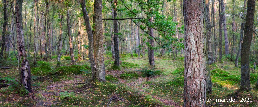 Follow the light (panorama)