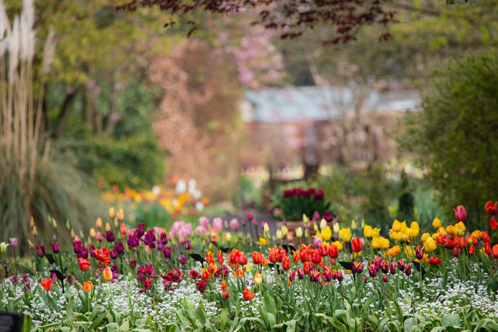 Tulip Festival Time