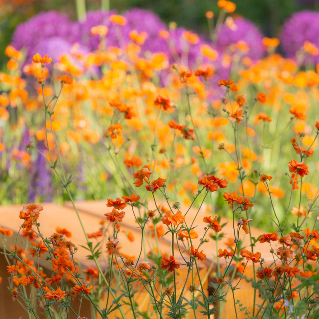 New walled garden in late spring