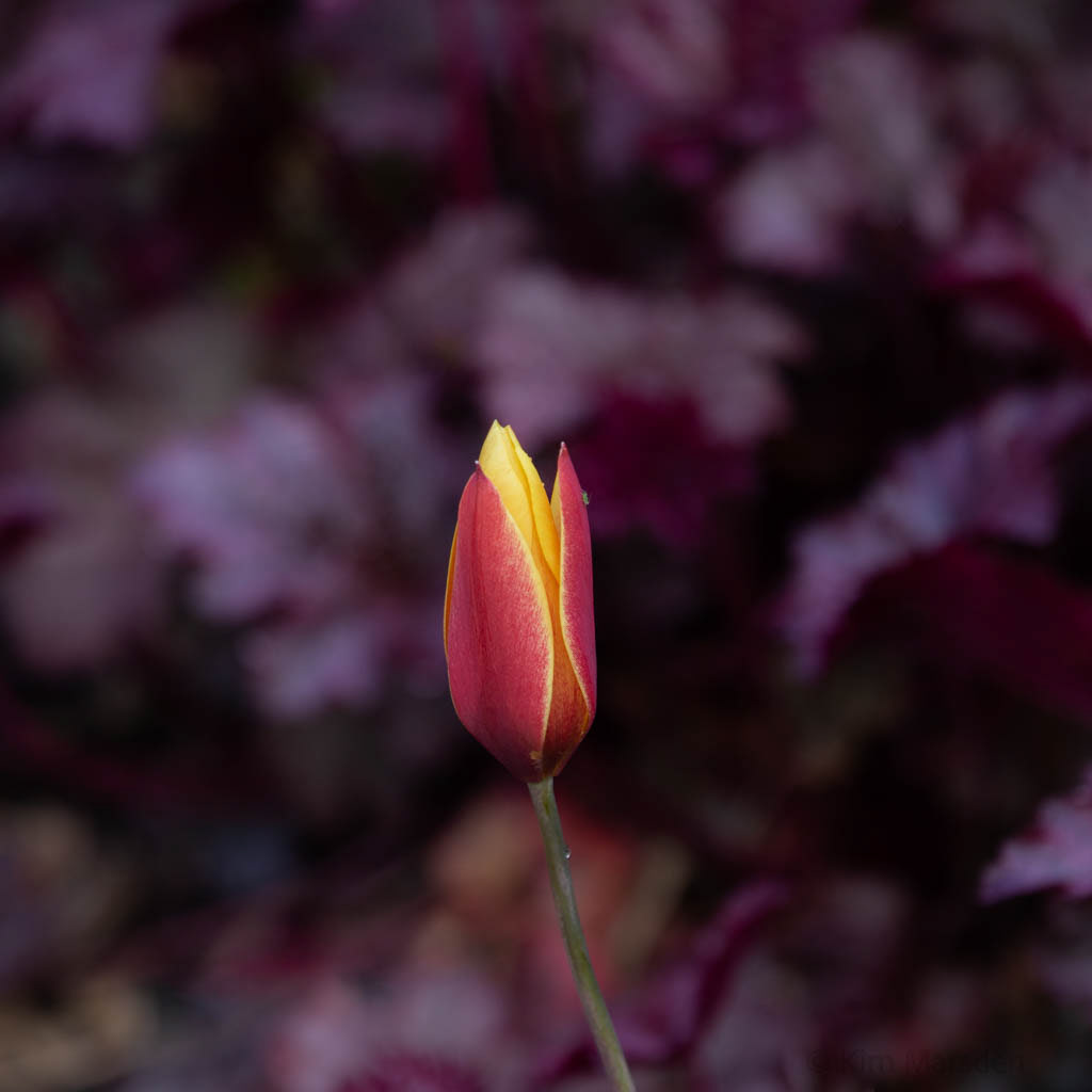 Tulip Festival Time