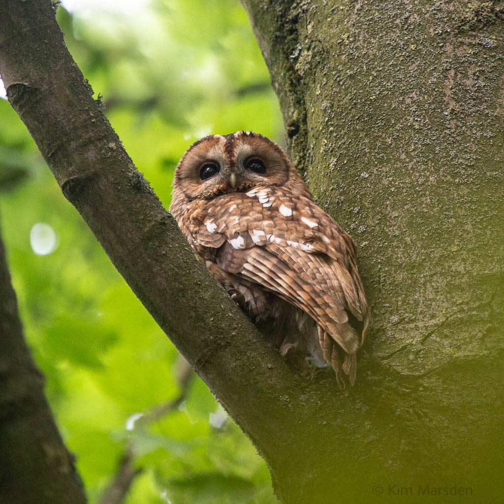 Mother keeping watch in the stumpery