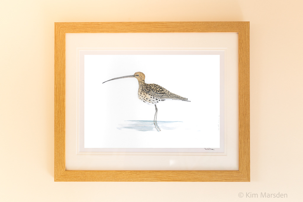Curlew