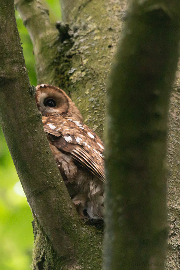Mother owl in the stumpery