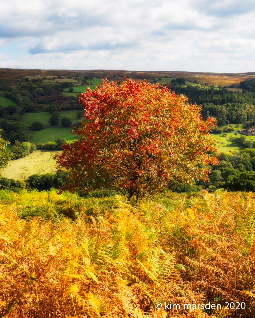Moorland colour