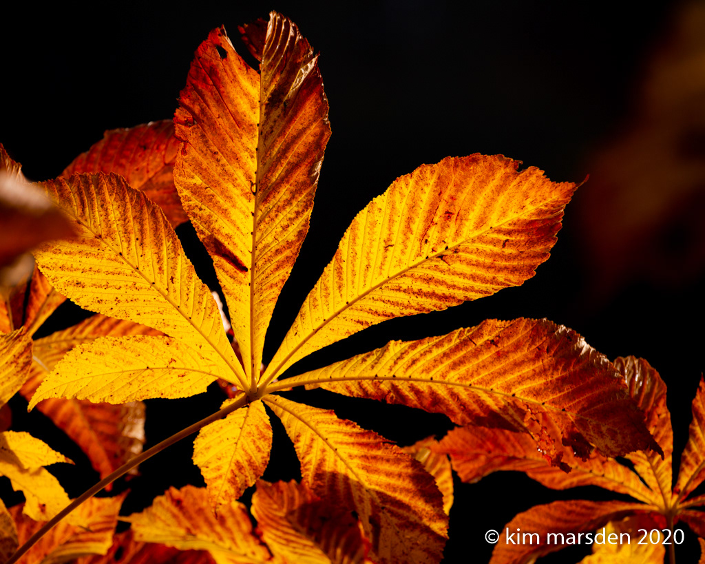 Gold leaf