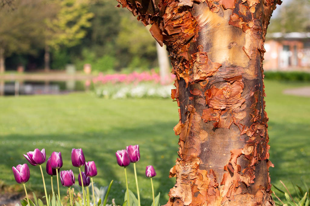 Tulip Festival Time