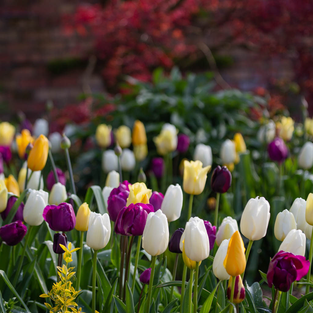 Tulip Festival Time