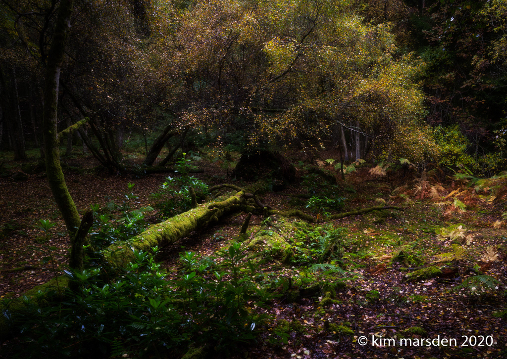 Fairy Glen