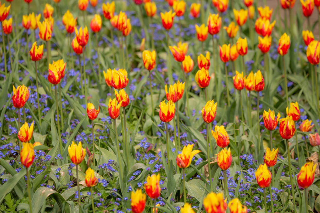 Tulip Festival Time