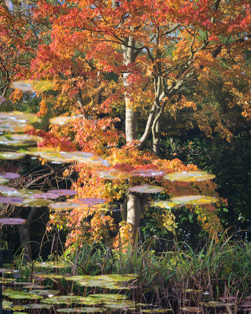 Autumn at Burnby Hall