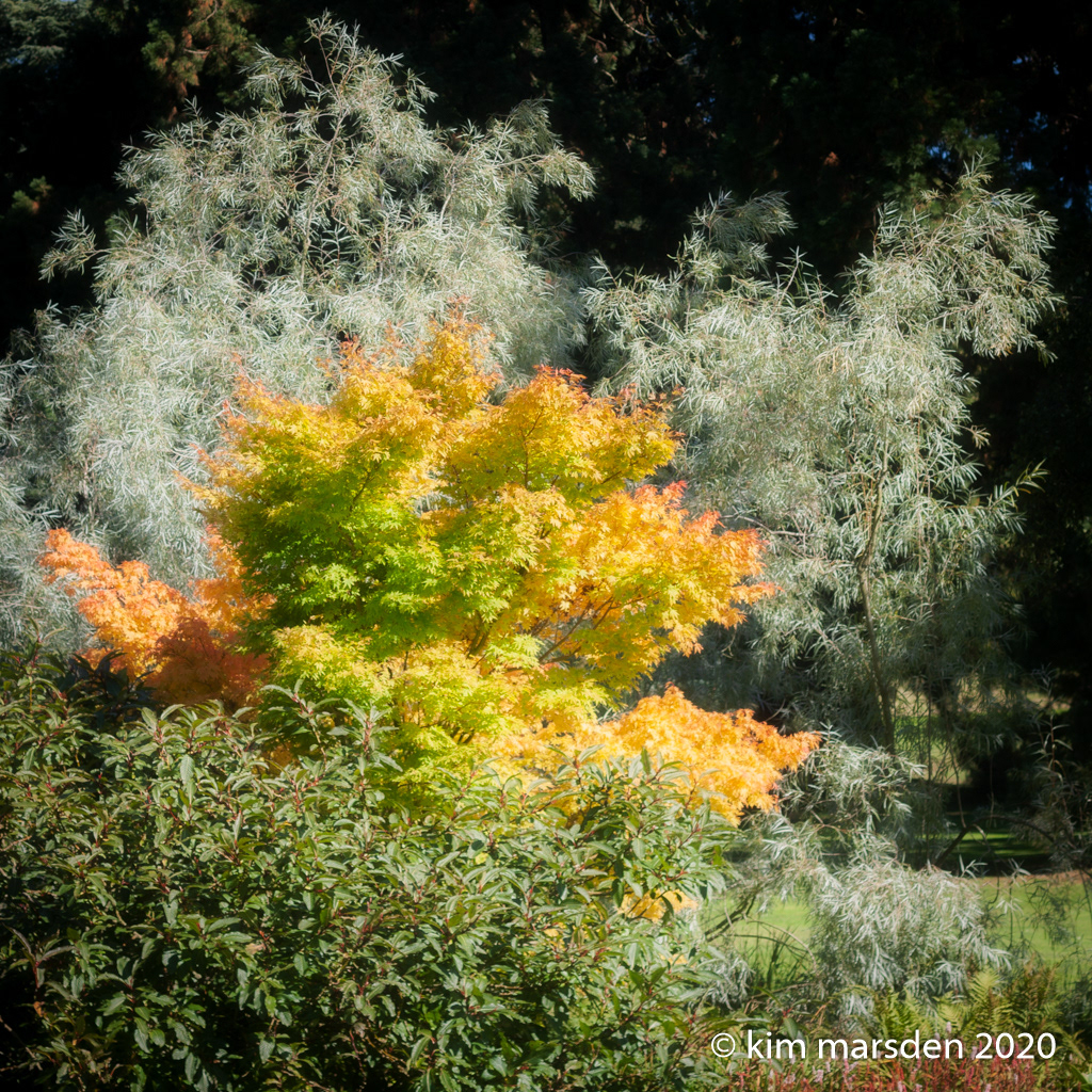 Splash of colour