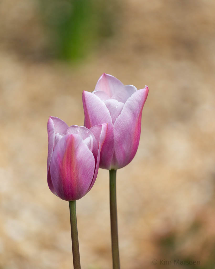 Tulip Festival Time