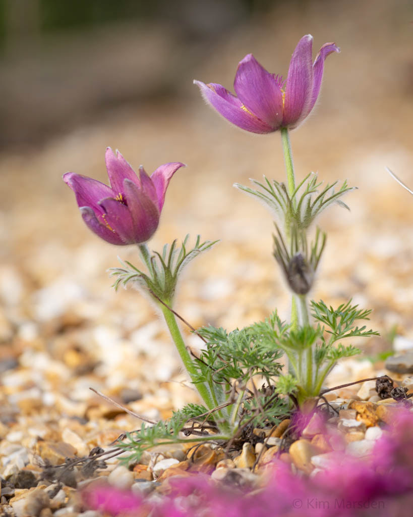 Rock Garden in Early Spring