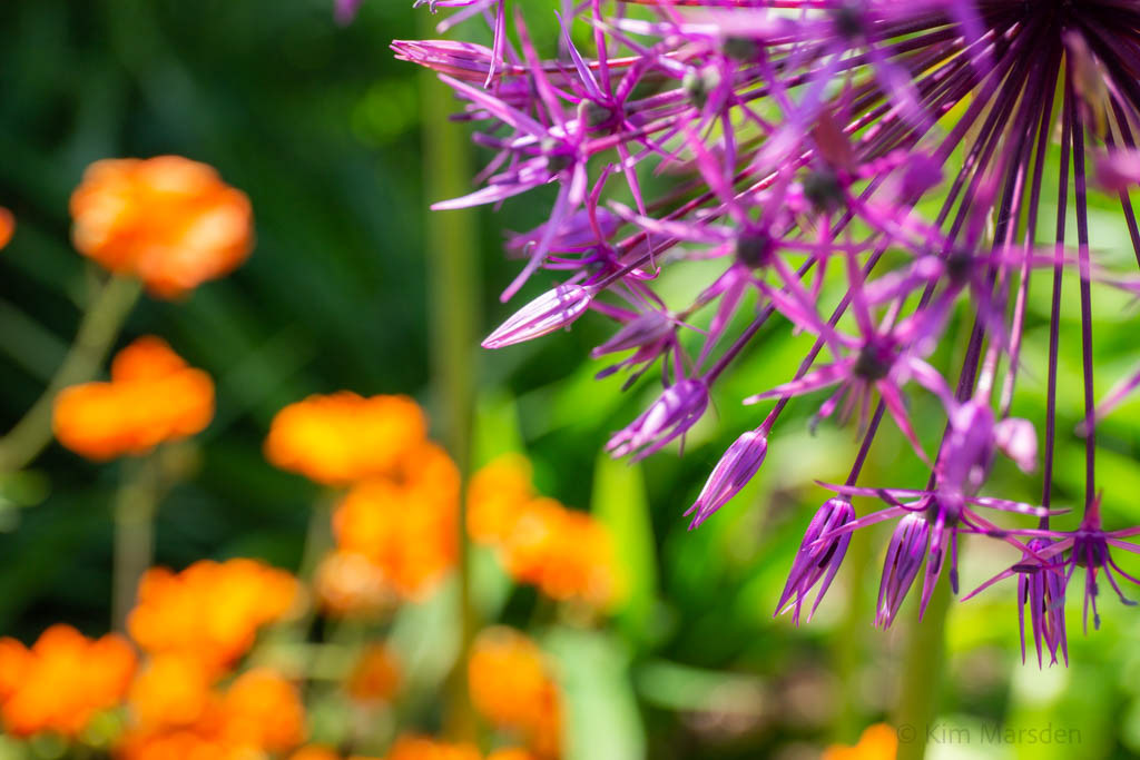 New walled garden in late spring