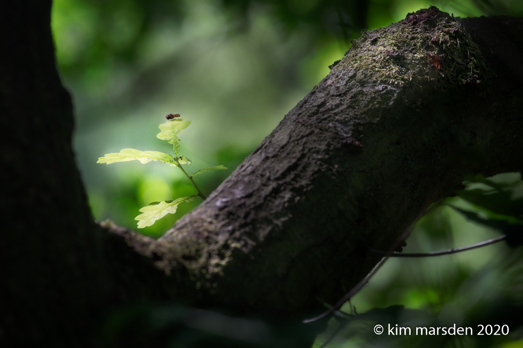 New life