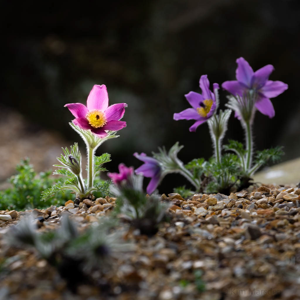 Rock Garden in Early Spring