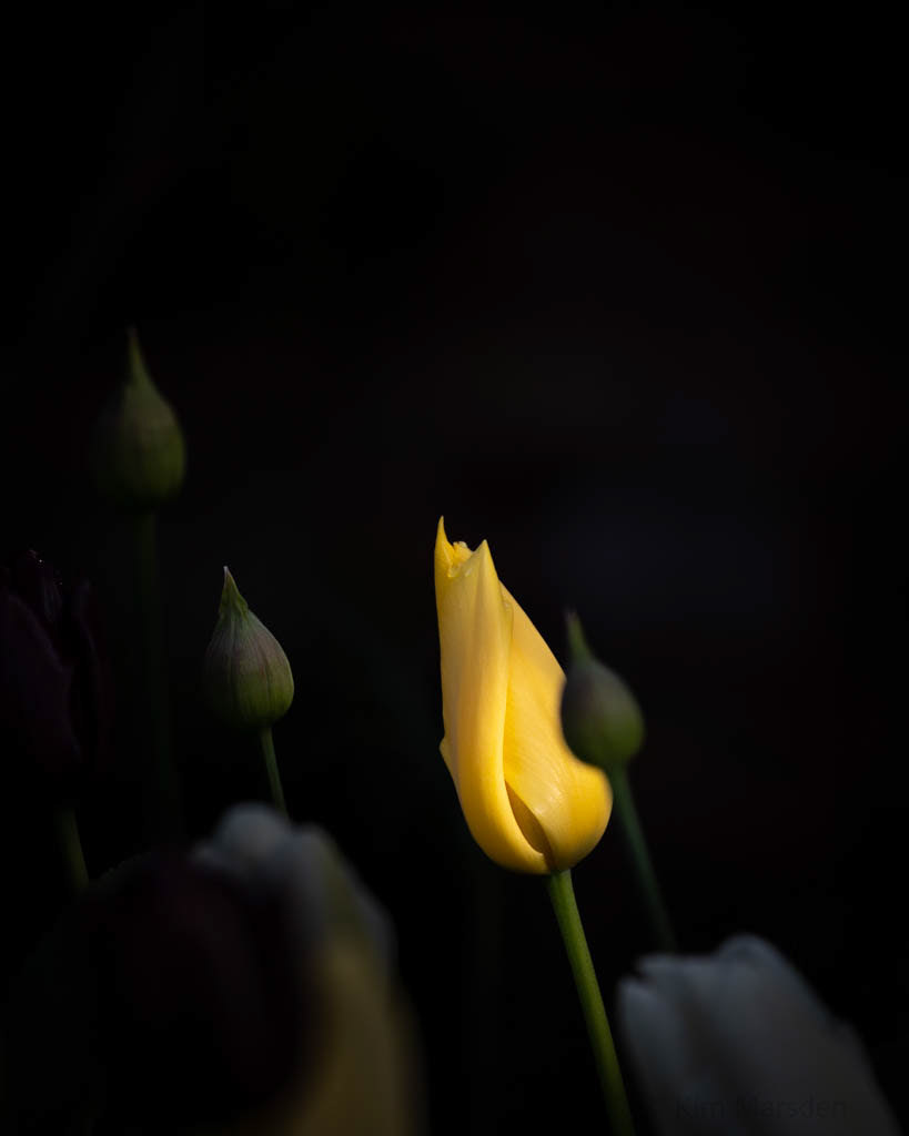 Tulip Festival Time
