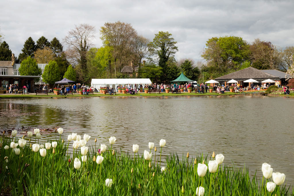 Tulip Festival Time