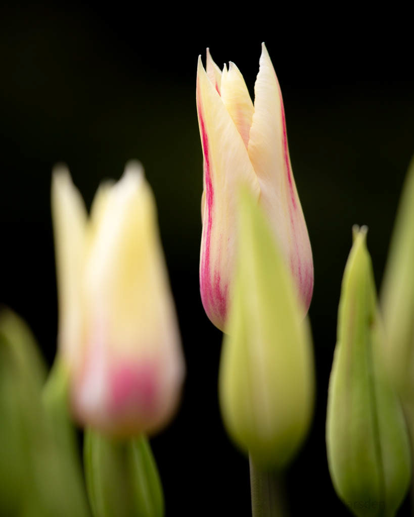Tulip Festival Time