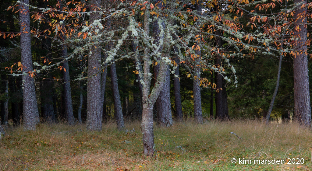 Orange Sparkles (landscape)