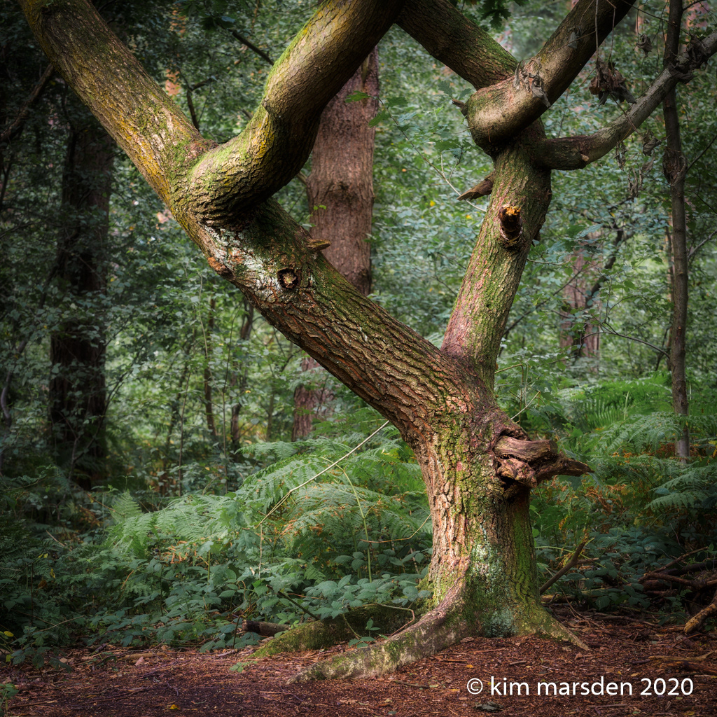 Diamond tree